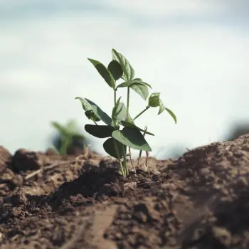 Réhabilitation des sols et biodiversité : notre rôle en tant qu’entreprise