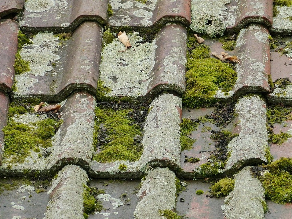 Entretien toiture maison : le démoussage